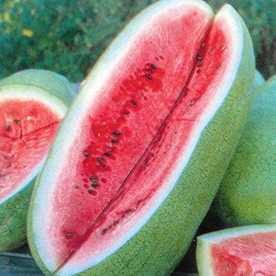 Charleston (gray watermelon Citrullus lanatus fruit) for planting in garden